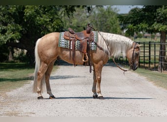 American Quarter Horse, Ruin, 11 Jaar, 155 cm, Palomino