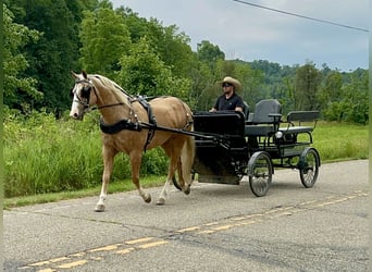 American Quarter Horse, Ruin, 11 Jaar, 155 cm, Palomino