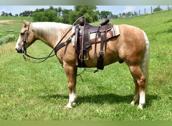 American Quarter Horse, Ruin, 11 Jaar, 155 cm, Palomino