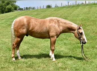 American Quarter Horse, Ruin, 11 Jaar, 155 cm, Palomino