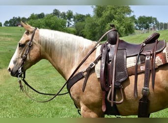 American Quarter Horse, Ruin, 11 Jaar, 155 cm, Palomino