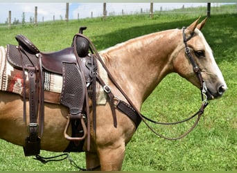 American Quarter Horse, Ruin, 11 Jaar, 155 cm, Palomino