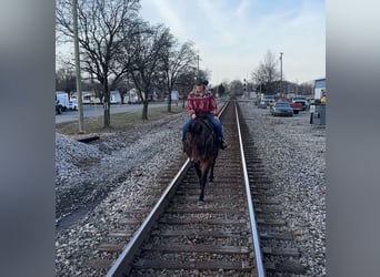 American Quarter Horse, Ruin, 11 Jaar, 155 cm, Roan-Bay