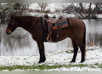 American Quarter Horse, Ruin, 11 Jaar, 155 cm, Roan-Bay