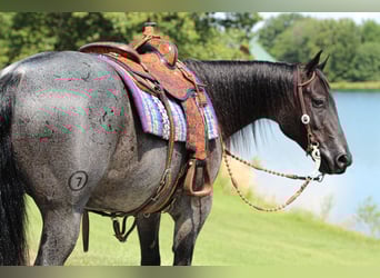 American Quarter Horse, Ruin, 11 Jaar, 155 cm, Roan-Blue