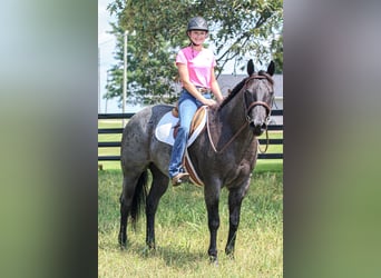American Quarter Horse, Ruin, 11 Jaar, 155 cm, Roan-Blue