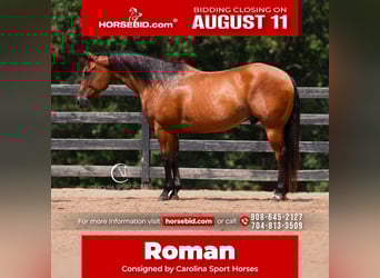 American Quarter Horse, Ruin, 11 Jaar, 155 cm, Roodbruin