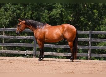 American Quarter Horse, Ruin, 11 Jaar, 155 cm, Roodbruin