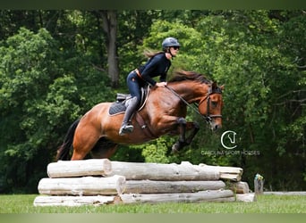 American Quarter Horse, Ruin, 11 Jaar, 155 cm, Roodbruin