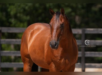 American Quarter Horse, Ruin, 11 Jaar, 155 cm, Roodbruin