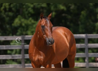 American Quarter Horse, Ruin, 11 Jaar, 155 cm, Roodbruin