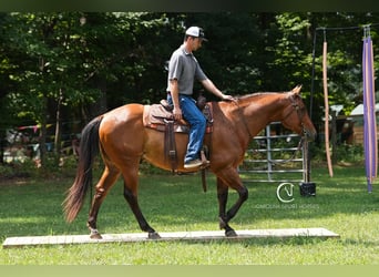 American Quarter Horse, Ruin, 11 Jaar, 155 cm, Roodbruin