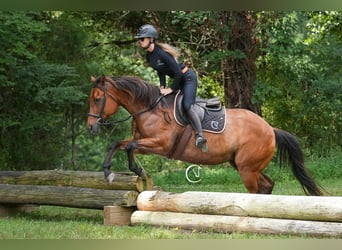 American Quarter Horse, Ruin, 11 Jaar, 155 cm, Roodbruin