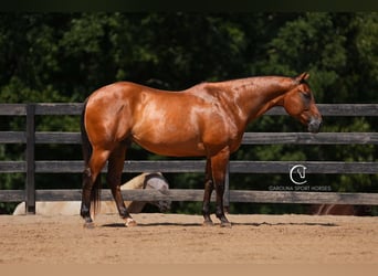 American Quarter Horse, Ruin, 11 Jaar, 155 cm, Roodbruin
