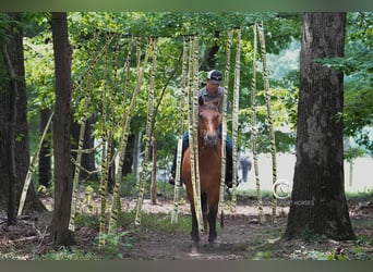 American Quarter Horse, Ruin, 11 Jaar, 155 cm, Roodbruin