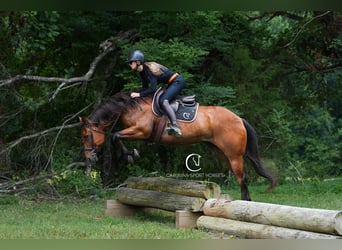 American Quarter Horse, Ruin, 11 Jaar, 155 cm, Roodbruin