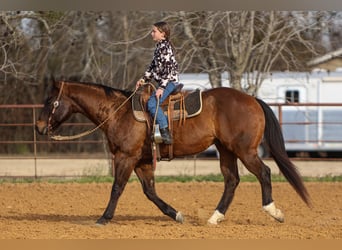 American Quarter Horse, Ruin, 11 Jaar, 155 cm, Roodbruin