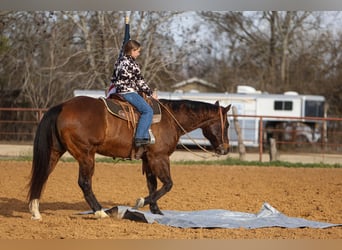 American Quarter Horse, Ruin, 11 Jaar, 155 cm, Roodbruin