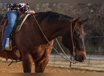 American Quarter Horse, Ruin, 11 Jaar, 155 cm, Roodbruin