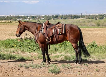 American Quarter Horse, Ruin, 11 Jaar, 155 cm, Roodbruin
