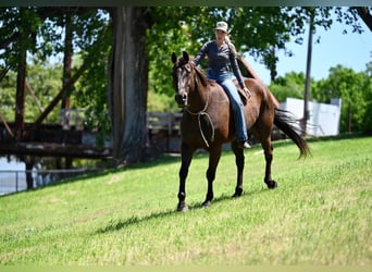 American Quarter Horse, Ruin, 11 Jaar, 155 cm, Roodbruin