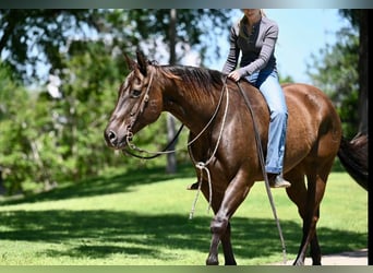 American Quarter Horse, Ruin, 11 Jaar, 155 cm, Roodbruin