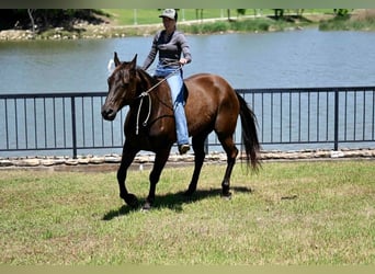 American Quarter Horse, Ruin, 11 Jaar, 155 cm, Roodbruin