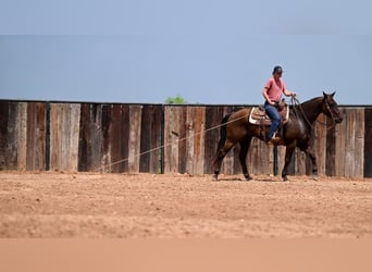 American Quarter Horse, Ruin, 11 Jaar, 155 cm, Roodbruin