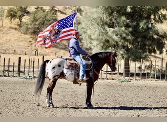 American Quarter Horse, Ruin, 11 Jaar, 155 cm, Roodbruin