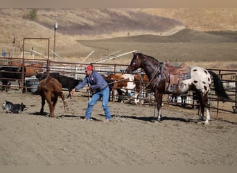 American Quarter Horse, Ruin, 11 Jaar, 155 cm, Roodbruin