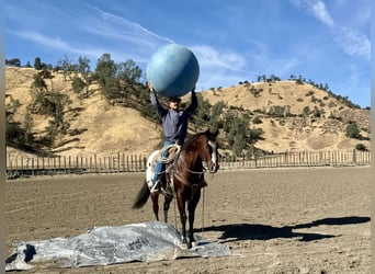 American Quarter Horse, Ruin, 11 Jaar, 155 cm, Roodbruin