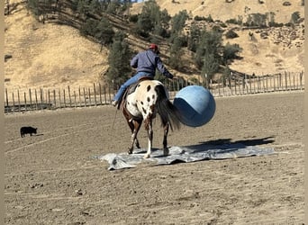 American Quarter Horse, Ruin, 11 Jaar, 155 cm, Roodbruin