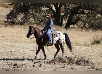 American Quarter Horse, Ruin, 11 Jaar, 155 cm, Roodbruin