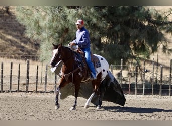 American Quarter Horse, Ruin, 11 Jaar, 155 cm, Roodbruin