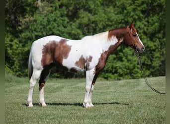 American Quarter Horse, Ruin, 11 Jaar, 155 cm, Tobiano-alle-kleuren