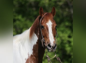 American Quarter Horse, Ruin, 11 Jaar, 155 cm, Tobiano-alle-kleuren