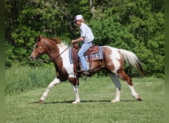 American Quarter Horse, Ruin, 11 Jaar, 155 cm, Tobiano-alle-kleuren