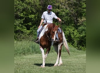 American Quarter Horse, Ruin, 11 Jaar, 155 cm, Tobiano-alle-kleuren