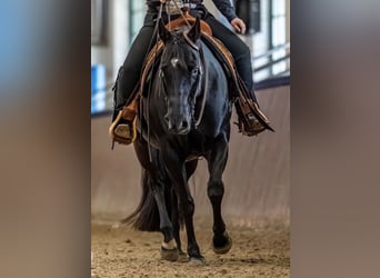 American Quarter Horse, Ruin, 11 Jaar, 155 cm, Zwart