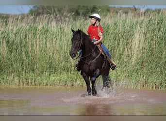 American Quarter Horse, Ruin, 11 Jaar, 155 cm, Zwart