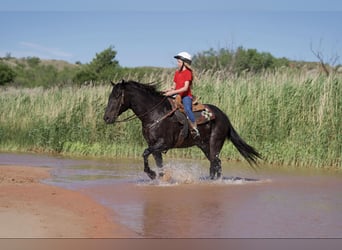 American Quarter Horse, Ruin, 11 Jaar, 155 cm, Zwart