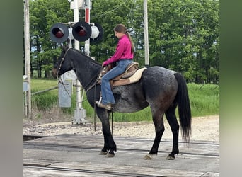 American Quarter Horse, Ruin, 11 Jaar, 155 cm, Zwart