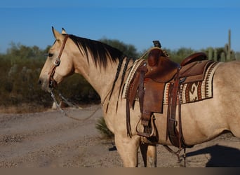 American Quarter Horse, Ruin, 11 Jaar, 157 cm, Buckskin