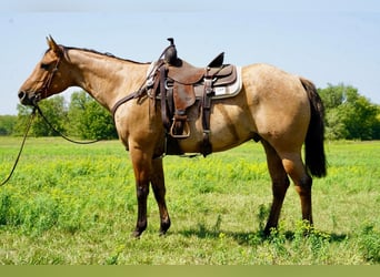 American Quarter Horse, Ruin, 11 Jaar, 157 cm, Falbe