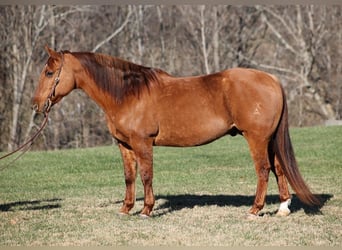 American Quarter Horse, Ruin, 11 Jaar, 157 cm, Falbe