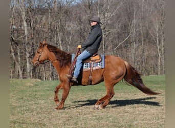 American Quarter Horse, Ruin, 11 Jaar, 157 cm, Falbe