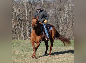 American Quarter Horse, Ruin, 11 Jaar, 157 cm, Falbe