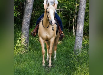 American Quarter Horse, Ruin, 11 Jaar, 157 cm, Palomino
