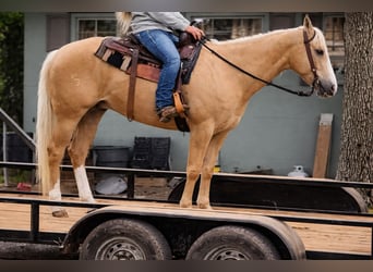 American Quarter Horse, Ruin, 11 Jaar, 157 cm, Palomino