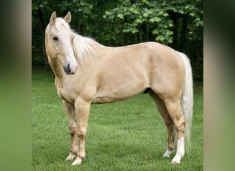 American Quarter Horse, Ruin, 11 Jaar, 157 cm, Palomino